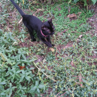 Bombay, Kedi  Şapşik fotoğrafı