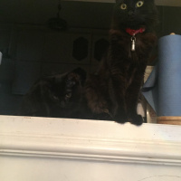 Soke, Kedi  minnoş fotoğrafı