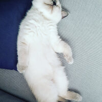 British Shorthair, Kedi  Lokum fotoğrafı