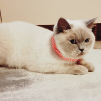 British Shorthair, Kedi  Lokum fotoğrafı