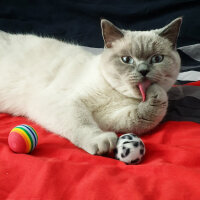 British Shorthair, Kedi  Lokum fotoğrafı