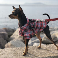 Minyatür Pinscher, Köpek  Afro fotoğrafı