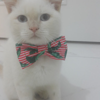 British Shorthair, Kedi  Balım fotoğrafı