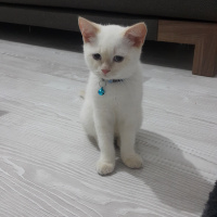 British Shorthair, Kedi  Balım fotoğrafı
