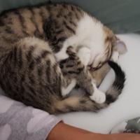 Tekir Kedi, Kedi  Pamuk fotoğrafı