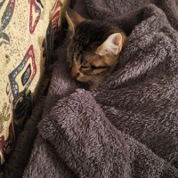 Tekir Kedi, Kedi  Pamuk fotoğrafı