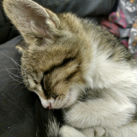 Tekir Kedi, Kedi  İsim vermedim fotoğrafı