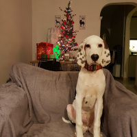 İngiliz Setter, Köpek  Üzüm fotoğrafı