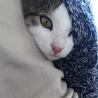 Tekir Kedi, Kedi  Mırnav fotoğrafı