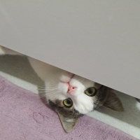 Tekir Kedi, Kedi  Mırnav fotoğrafı