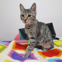 Tekir Kedi, Kedi  Sevgi fotoğrafı