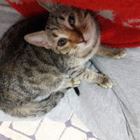 Tekir Kedi, Kedi  Sevgi fotoğrafı