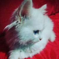 İran Kedisi (Persian), Kedi  PRENSES fotoğrafı