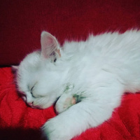 İran Kedisi (Persian), Kedi  PRENSES fotoğrafı