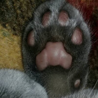 Scottish Fold, Kedi  poncik fotoğrafı