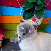 Scottish Fold, Kedi  poncik fotoğrafı