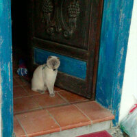 Scottish Fold, Kedi  poncik fotoğrafı