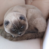 Scottish Fold, Kedi  poncik fotoğrafı