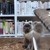 Scottish Fold, Kedi  poncik fotoğrafı