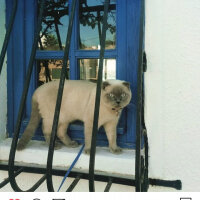 Scottish Fold, Kedi  poncik fotoğrafı