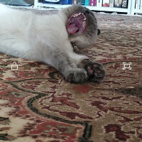 Scottish Fold, Kedi  poncik fotoğrafı