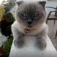 Scottish Fold, Kedi  poncik fotoğrafı