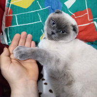 Scottish Fold, Kedi  poncik fotoğrafı