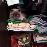 Scottish Fold, Kedi  poncik fotoğrafı