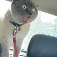 Scottish Fold, Kedi  poncik fotoğrafı