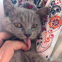 British Shorthair, Kedi  Çakıl fotoğrafı