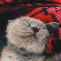 British Shorthair, Kedi  Çakıl fotoğrafı
