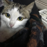 Tekir Kedi, Kedi  Milka fotoğrafı