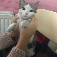 Tekir Kedi, Kedi  Milka fotoğrafı