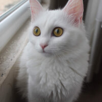 Ankara Kedisi, Kedi  Kaylu fotoğrafı