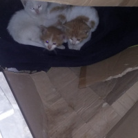 Tekir Kedi, Kedi  3 minik yavru fotoğrafı