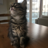 Tekir Kedi, Kedi  Mocha fotoğrafı
