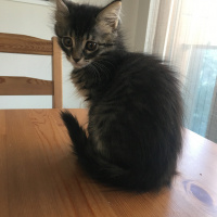 Tekir Kedi, Kedi  Mocha fotoğrafı
