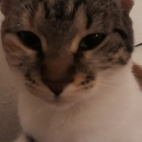 Soke, Kedi  Tafi fotoğrafı