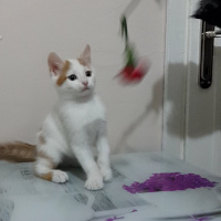 Tekir Kedi, Kedi  Cingöz fotoğrafı