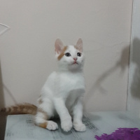 Tekir Kedi, Kedi  Cingöz fotoğrafı