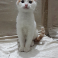 Tekir Kedi, Kedi  Cingöz fotoğrafı