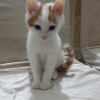 Tekir Kedi, Kedi  Cingöz fotoğrafı