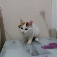 Tekir Kedi, Kedi  Bakkal amca fotoğrafı