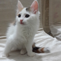 Tekir Kedi, Kedi  Bakkal amca fotoğrafı