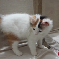Tekir Kedi, Kedi  Bakkal amca fotoğrafı