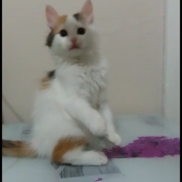 Tekir Kedi, Kedi  Bakkal amca fotoğrafı