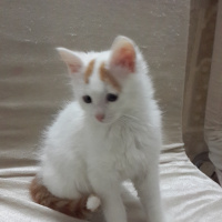 Tekir Kedi, Kedi  Kuş fotoğrafı