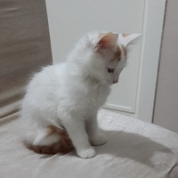 Tekir Kedi, Kedi  Kuş fotoğrafı