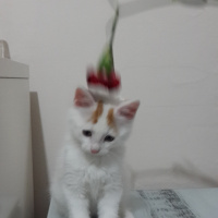 Tekir Kedi, Kedi  Kuş fotoğrafı