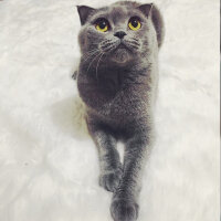 Scottish Fold, Kedi  Çakıl fotoğrafı